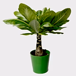 Brighamia Insignis - Hawaiian Palm - Cambridge Bee