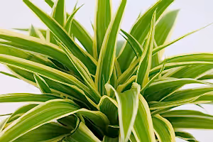 Chlorophytum - Spider plant - Cambridge Bee