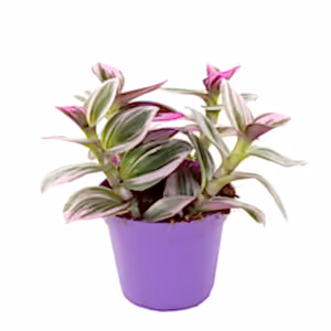 Tradescantia Nanouk  - Wondering Jew ⌀8cm - Cambridge Bee