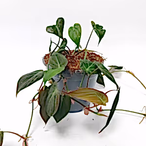 Philodendron Micans - Cambridge Bee