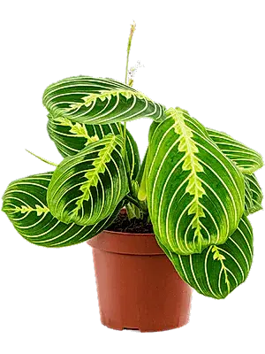 Maranta Lemon Lime - prayer plant Lemon Lime ⌀12cm - Cambridge Bee