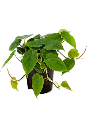 Philodendron Scandens - Heart-leaf philodendron ⌀12cm - Cambridge Bee