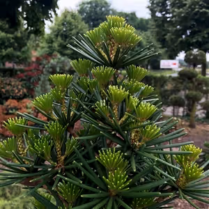 Sciadopitys verticillata - Japanese umbrella pine ⌀19cm - Cambridge Bee