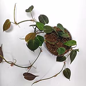 Philodendron Micans - Cambridge Bee