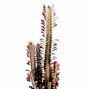 Euphorbia trigona rubra - African Milk Tree Succulent ⌀ 17cm ↑ 70cm - Cambridge Bee