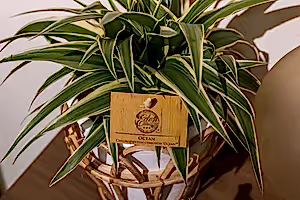 Chlorophytum - Spider plant - Cambridge Bee