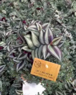 Tradescantia Purple Passion - Wondering Jew ⌀12cm - Cambridge Bee