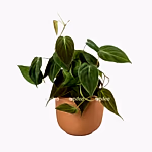 Philodendron Micans - Cambridge Bee