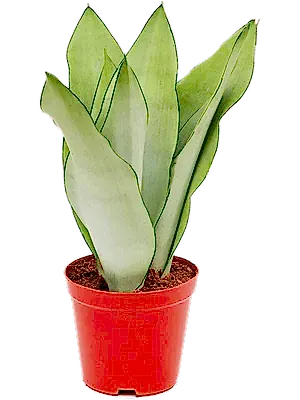 Sansevieria Moonshine - Cambridge Bee