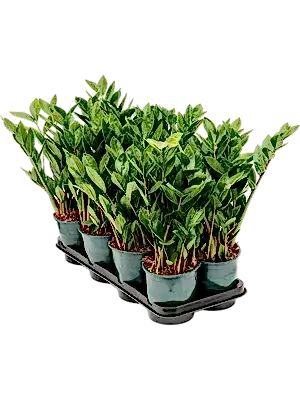 Zamioculcas Zamifolia Emerald Palm ⌀12cm ↑30cm - Cambridge Bee