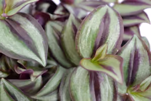 Tradescantia Zebrina - Wondering Jew ⌀12cm - Cambridge Bee