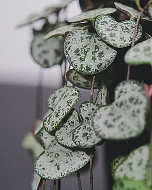 Ceropegia Woodii - String of hearts ⌀8cm - Cambridge Bee