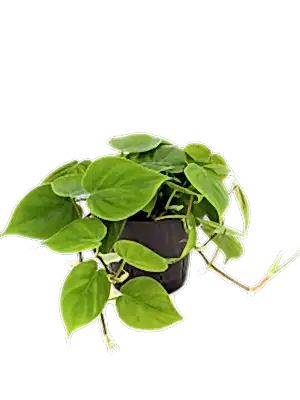 Philodendron Scandens - Heart-leaf philodendron ⌀12cm - Cambridge Bee