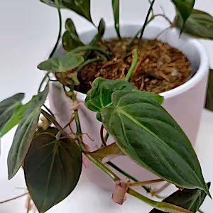 Philodendron Micans - Cambridge Bee