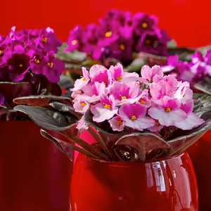 3 x Saintpaulia - African Violets - Cambridge Bee