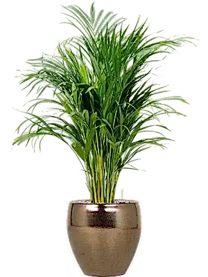 Dypsis lutescens - Areca Palm ⌀19 ↑70 - 90cm - Cambridge Bee