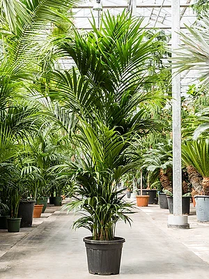 Howea Fosteriana - Kentia Palm ⌀21cm ↑125cm - Cambridge Bee