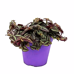 Tradescantia Purple Passion - Wondering Jew ⌀12cm - Cambridge Bee