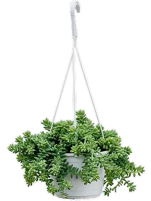 Sedum Burrito ⌀15cm - Cambridge Bee