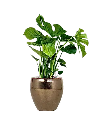 Monstera Deliciosa ⌀19 - Cambridge Bee