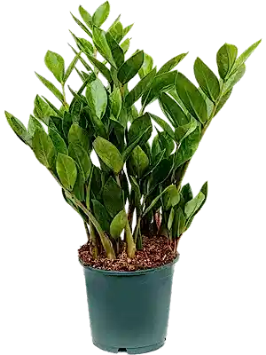 Zamioculcas Zamifolia Emerald Palm ⌀12cm ↑30cm - Cambridge Bee