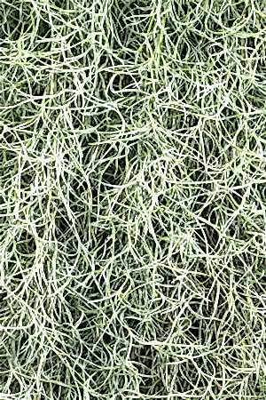 Tillandsia Usneoides - Spanish moss - Cambridge Bee