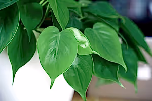 Philodendron Scandens - Heart-leaf philodendron ⌀12cm - Cambridge Bee