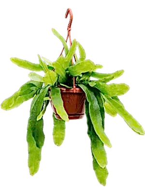 Epiphyllum Pumilum - White Orchid Cactus ⌀15 - Cambridge Bee