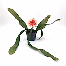 Epiphyllum ackermannii - Ackermann's Orchid Cactus - Cambridge Bee