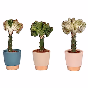 Euphorbia Lactea Cristata - Coral cactus RED - Cambridge Bee