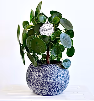 Pilea Peperomiodes - Money plant ⌀12cm - Cambridge Bee