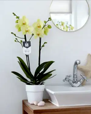Phalaenopsis Orchid - Yellow 2stem - Cambridge Bee