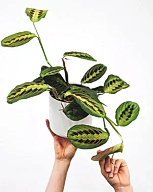 Maranta Leuconeura fascinator - Cambridge Bee