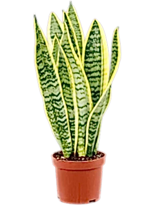 Sansevieria Laurentii Snake plant in 11 cm pot - Cambridge Bee