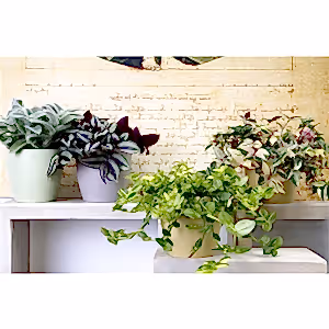 Tradescantia Zebrina - Wondering Jew ⌀12cm - Cambridge Bee