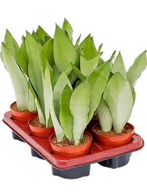 Sansevieria Moonshine - Cambridge Bee