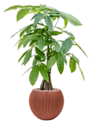 Pachira Aquatica - Money tree - Cambridge Bee
