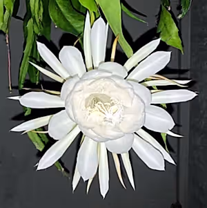 Epiphyllum Pumilum - White Orchid Cactus ⌀15 - Cambridge Bee