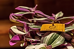 Tradescantia Nanouk  - Wondering Jew ⌀12cm - Cambridge Bee