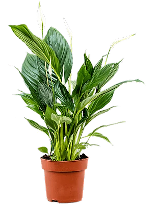 Spathiphyllum - Peace lily ⌀12cm ↑40cm - Cambridge Bee