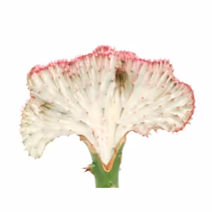 Euphorbia Lactea Cristata - Coral cactus RED - Cambridge Bee