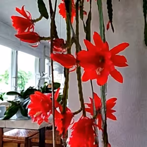 Epiphyllum ackermannii - Ackermann's Orchid Cactus - Cambridge Bee