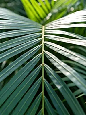 Dypsis lutescens - Areca Palm ⌀19 ↑70 - 90cm - Cambridge Bee