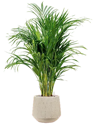Dypsis lutescens - Areca Palm ⌀21 ↑125cm - Cambridge Bee