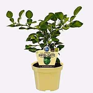 Citrus Hystrix - Kaffir Lime - Cambridge Bee