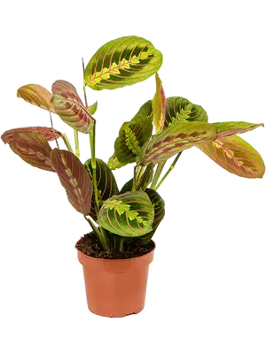 Maranta Leuconeura fascinator - Cambridge Bee