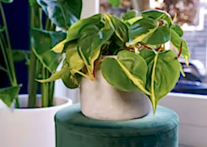 Philodendron Scandens Brasil - variegated Heart-leaf philodendron ⌀12cm - Cambridge Bee