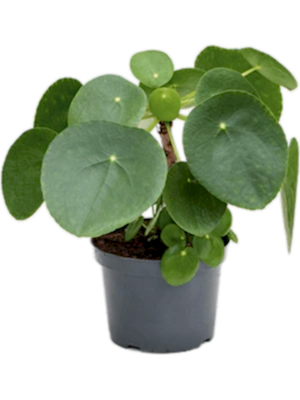 Pilea Peperomiodes - Money plant ⌀12cm - Cambridge Bee