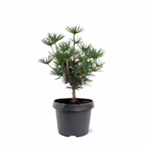 Sciadopitys verticillata - Japanese umbrella pine ⌀19cm - Cambridge Bee