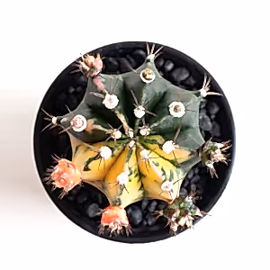 Gymno cactus Variegata - Variegated Cactus - Cambridge Bee